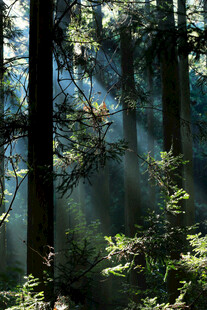 阳光穿透森林的静谧景象