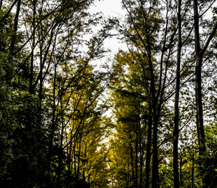 阳光洒落的茂密树林