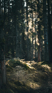 阳光洒落的静谧森林