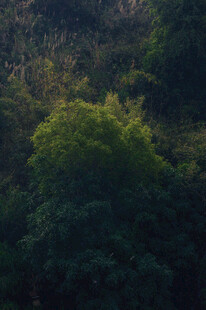 茂密葱郁的山林景象