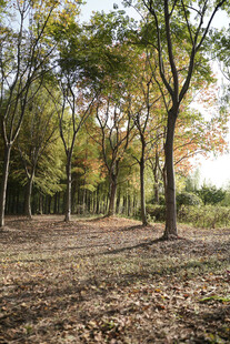 秋日林间落叶美景