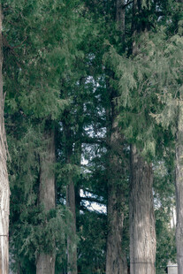 茂密森林中的高大树木