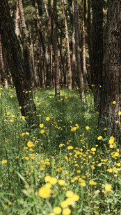 林间黄花绽放的美丽景致