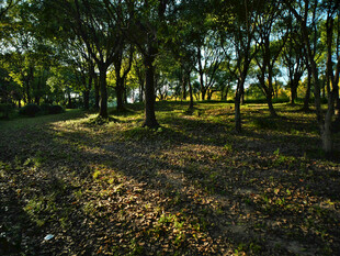 林间晨光下的静谧树林