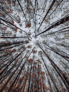 树桩横截面的岁月纹理