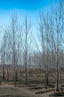 冬日旷野中的光秃树林