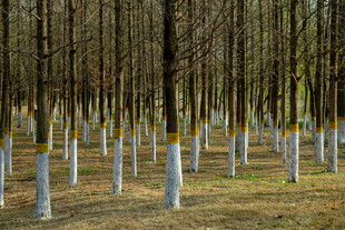 林间整齐排列的白色桩柱