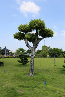 独树挺立的开阔绿草地景观