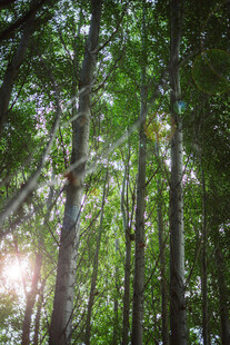 阳光洒落的茂密森林