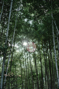 翠绿竹林间的自然光影