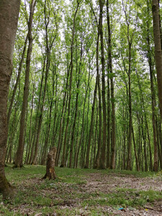 茂密森林中的挺拔树木