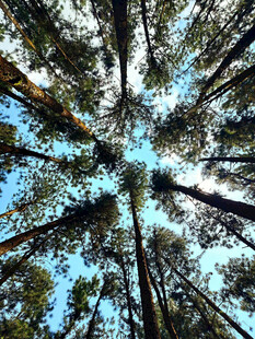 仰视森林中的高大树木