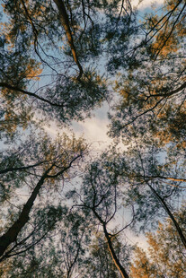 仰观森林树木交错之景