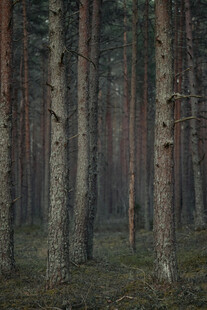 静谧森林中的挺拔树木