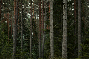 茂密森林中的高大树木