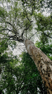 仰望参天大树