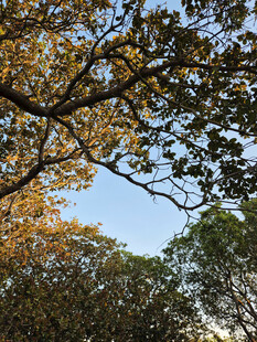 秋日林间树梢的蓝天景致