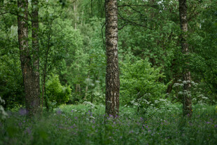 茂密森林中的葱郁树木