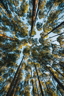 仰视秋日斑斓树林景观