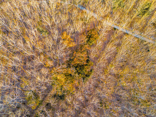 秋日森林俯瞰美景