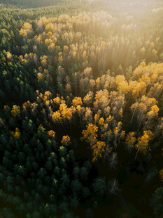 秋日森林航拍美景