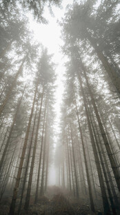 迷雾笼罩的静谧森林