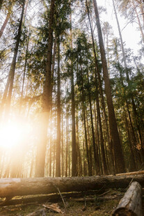 阳光洒落的静谧森林