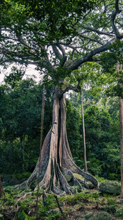 巨大盘根错节的热带雨林古树