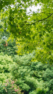 繁茂绿树展现自然生机