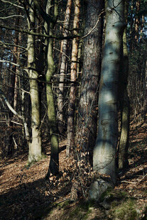 秋日森林光影斑驳景象