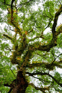 繁茂大树展现自然生命力