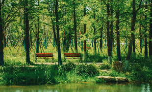 林间静谧湖畔休闲场景