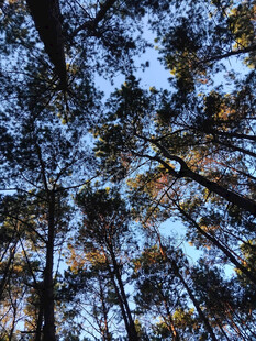 仰望秋日森林茂密树冠