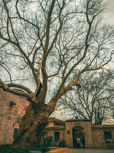 古老大树下的静谧建筑