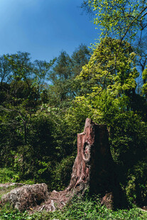 森林中的古老树桩景观