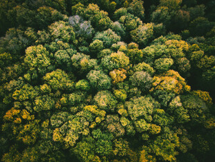 俯瞰茂密多彩森林景观