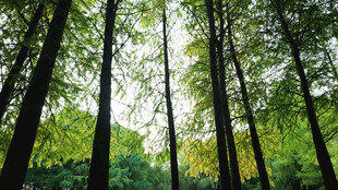 阳光洒落的茂密森林