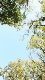 仰望蓝天与繁茂树木