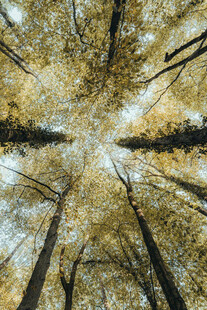 仰视秋日高大树林景观