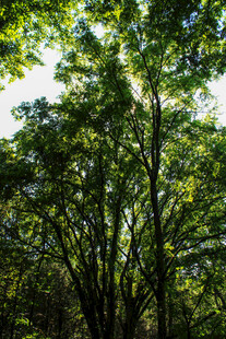 茂密树林中的繁茂枝叶