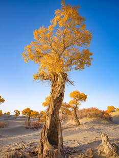 沙漠中金黄胡杨树美景