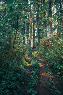 森林中的静谧小径