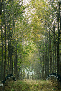 秋日静谧的林间景象