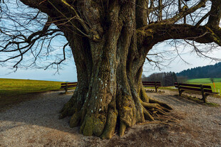 古老大树扎根开阔乡野