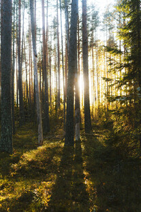 阳光洒落的静谧森林