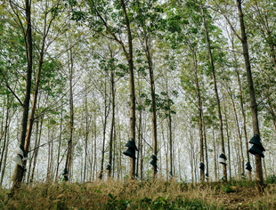 林间工人在茂密树林中劳作