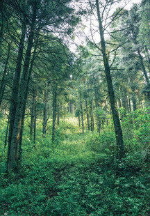 静谧森林绿意盎然