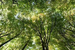 仰视葱郁树林树冠美景