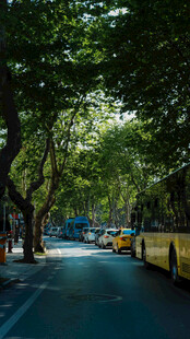 林荫下的城市街道景象