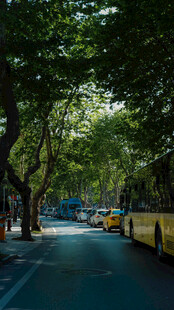 林荫下的城市街道风景
